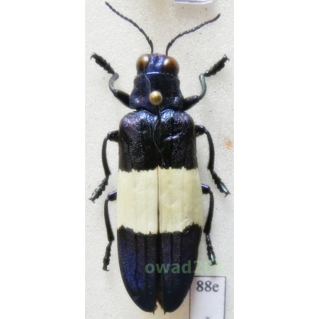 Chrysochroa castelnaudi H. Deyrolle, 1862 35mm Malaysia88e